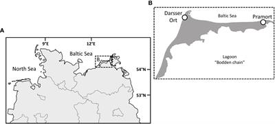 Successional development of the phototrophic community in biological soil crusts, along with soil formation on Holocene deposits at the Baltic Sea coast